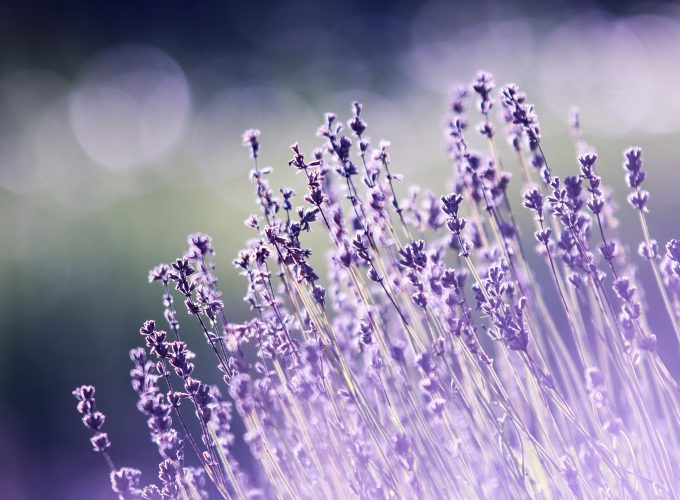 Wallpaper lavender, flowers, 5k, Nature 94285646